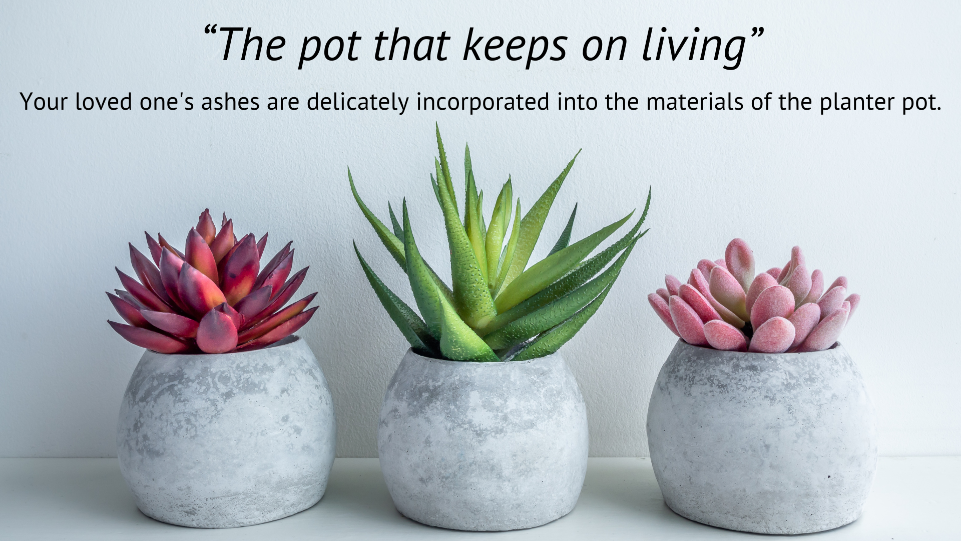 the_pot_of_life_website_header_with_slogan